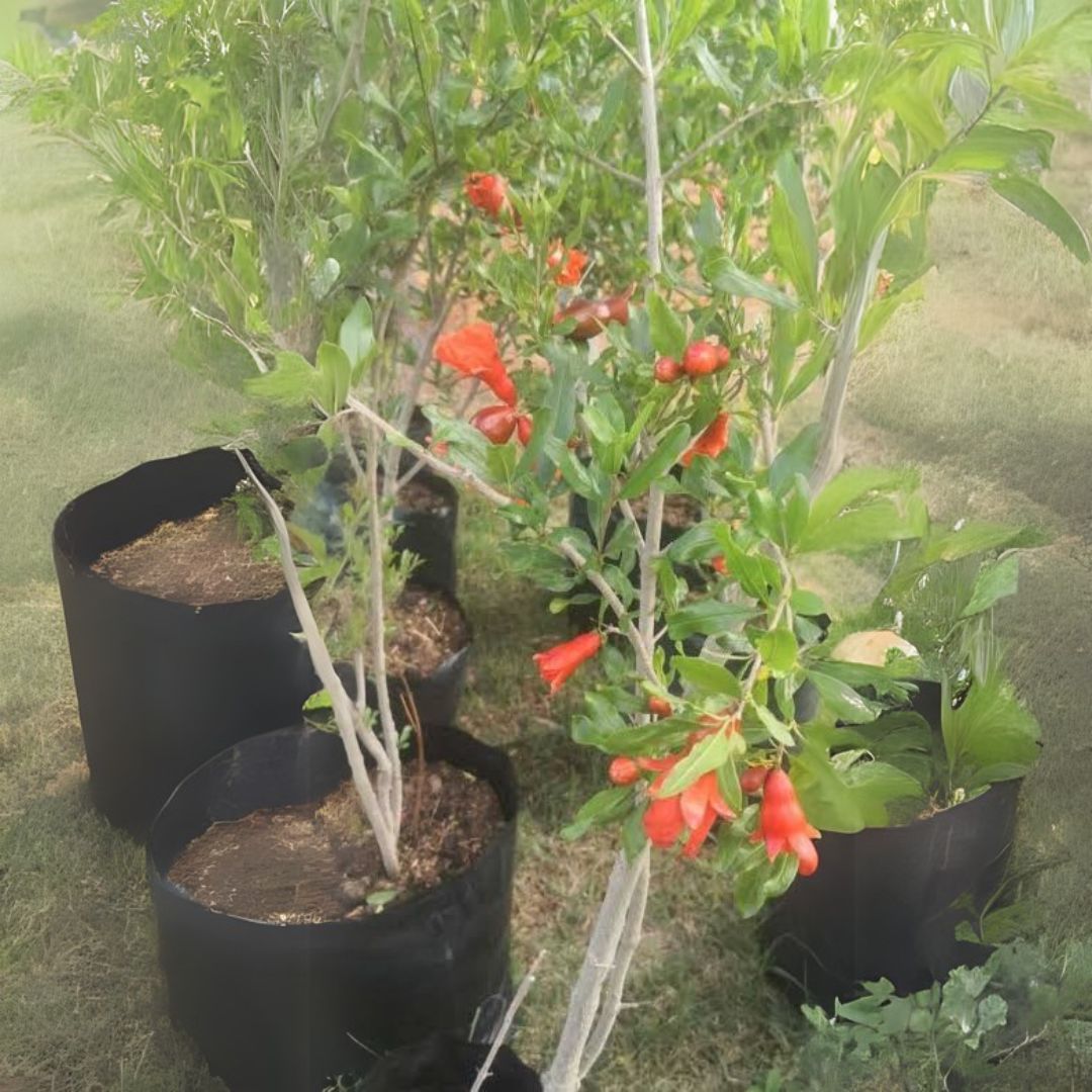 Promegranate Plant
