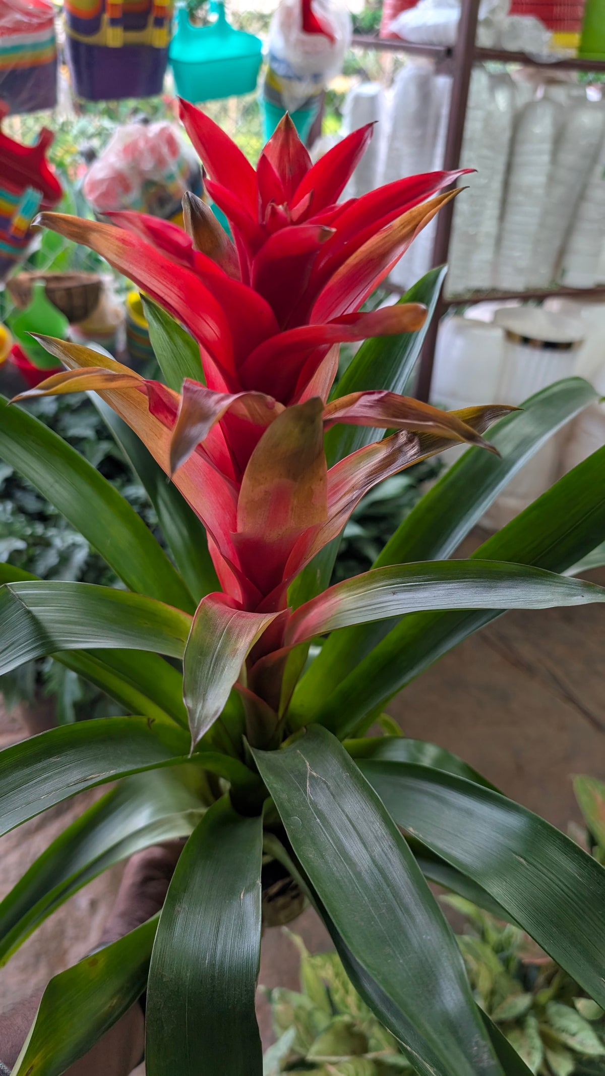 Guzmania Red
