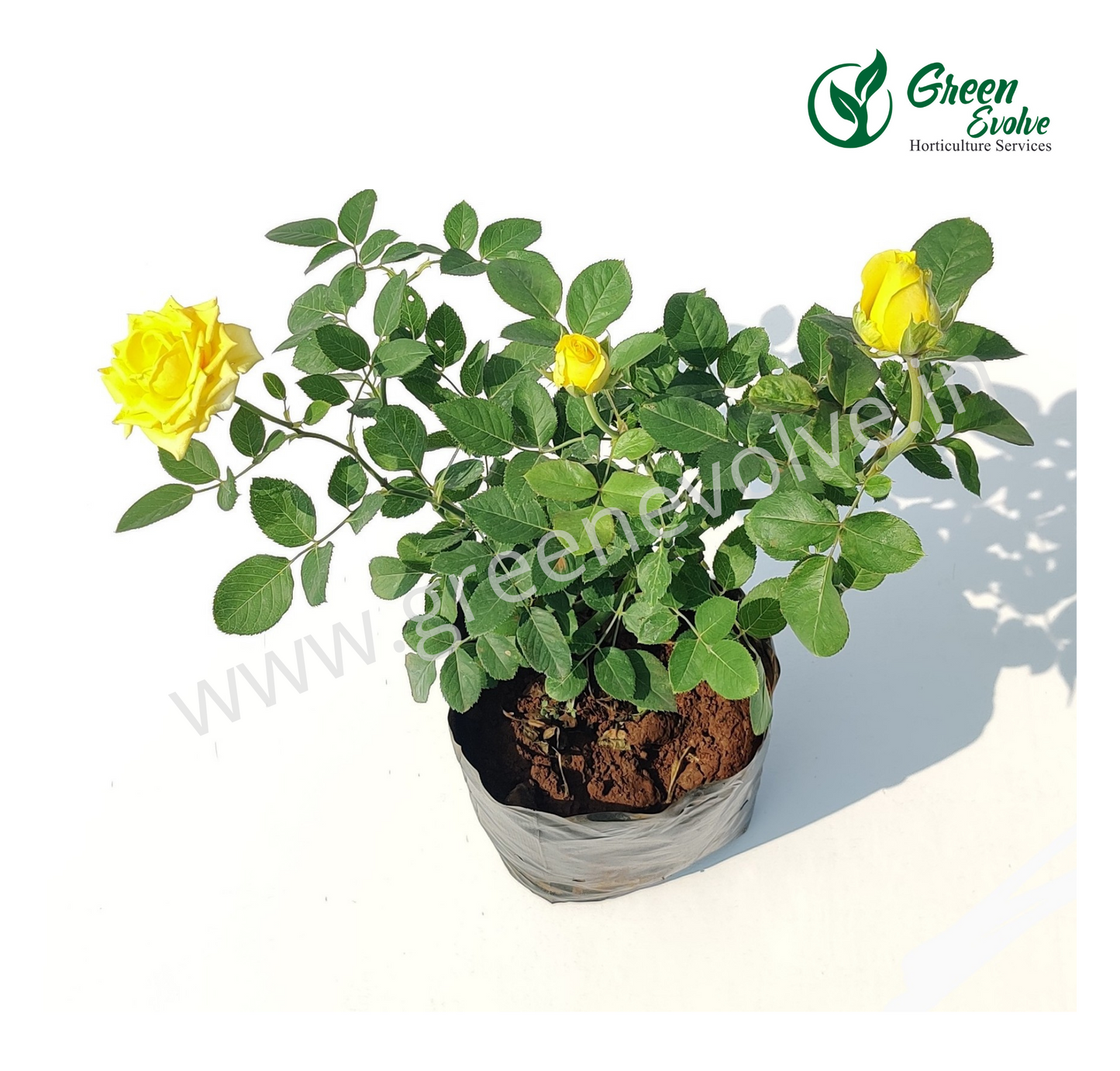 Rose Plant