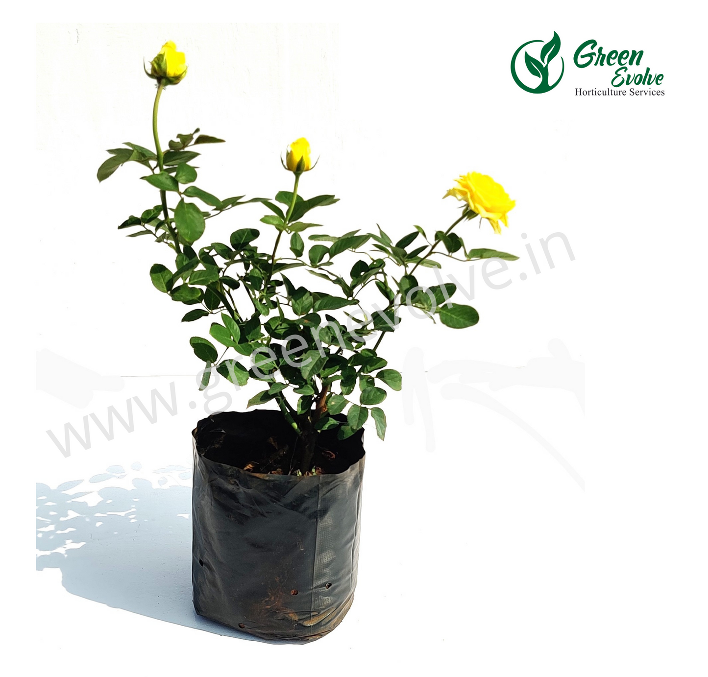 Rose Plant