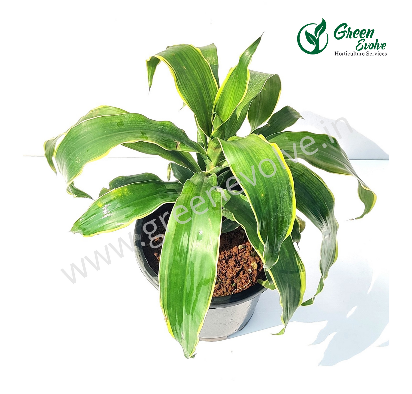 Dracaena Dorado