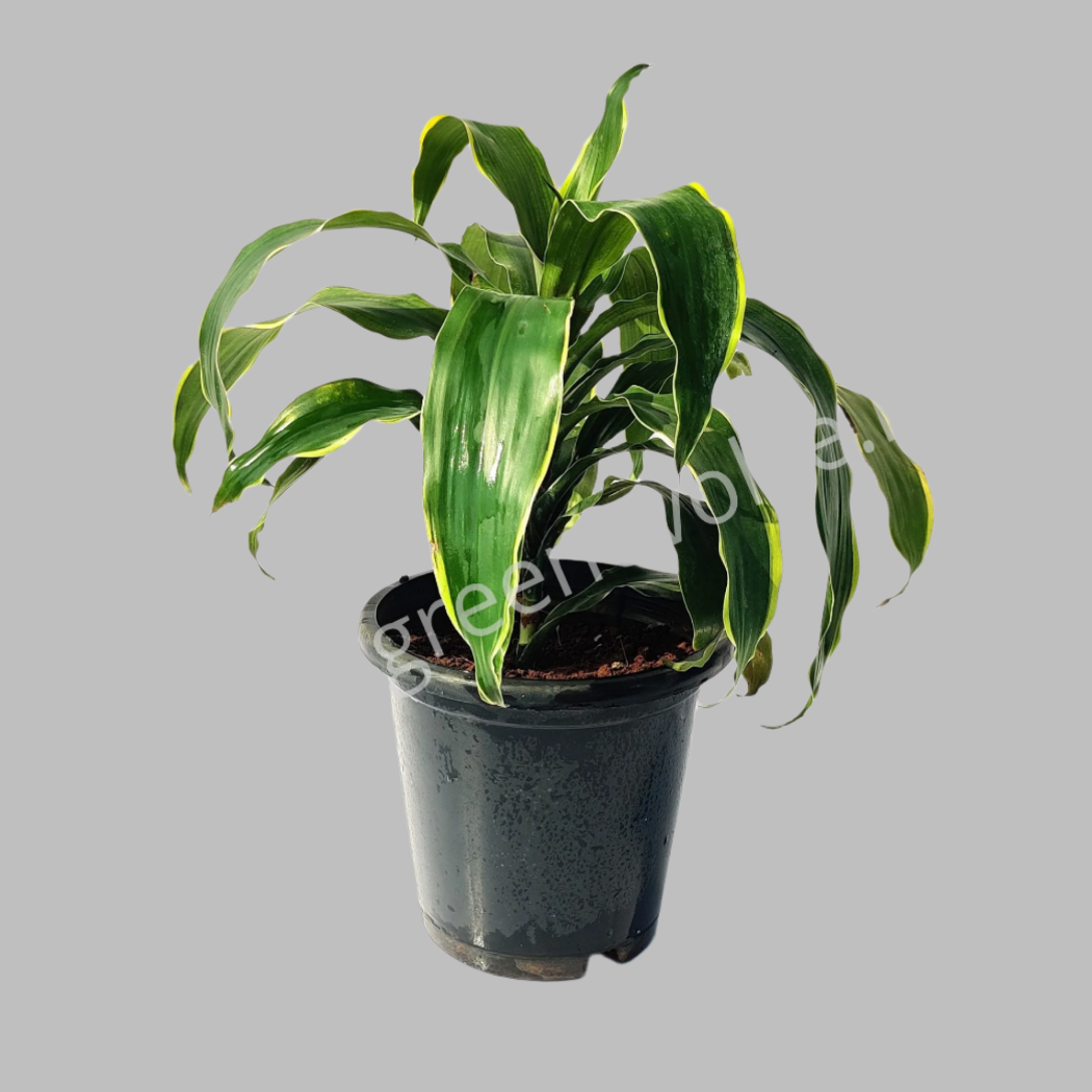 Dracaena Dorado