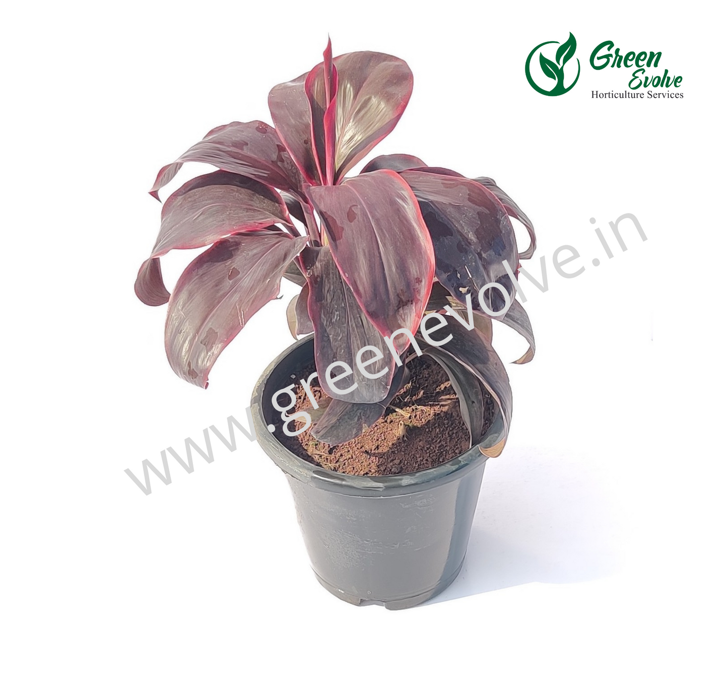 Cordyline terminalis Ruby