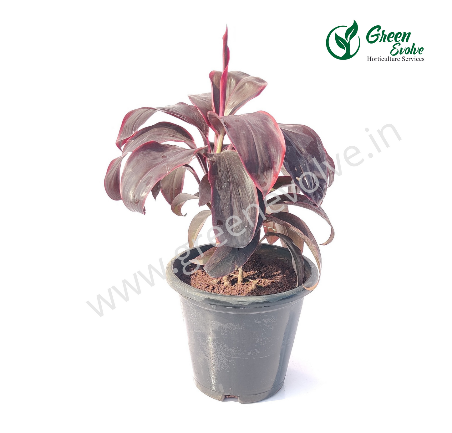 Cordyline terminalis Ruby