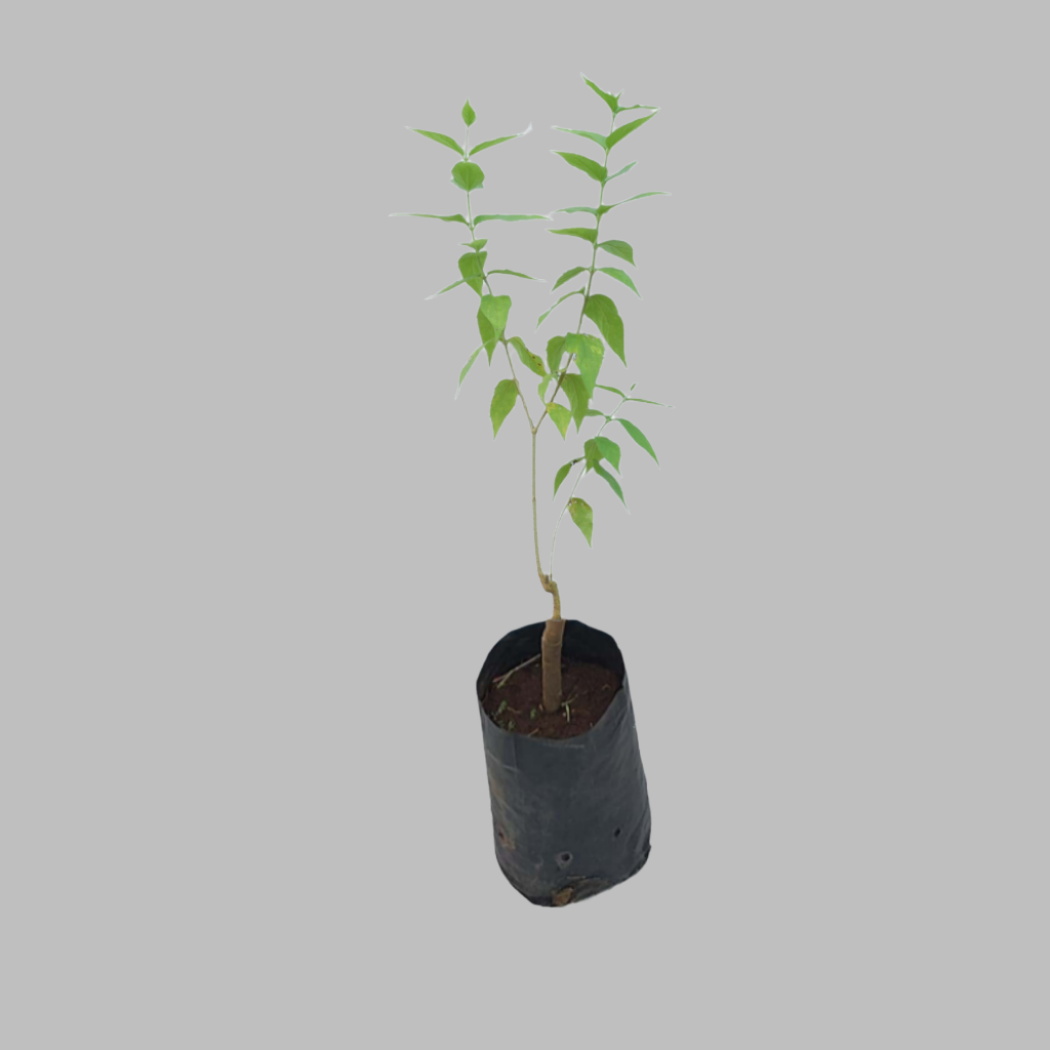Tulasi