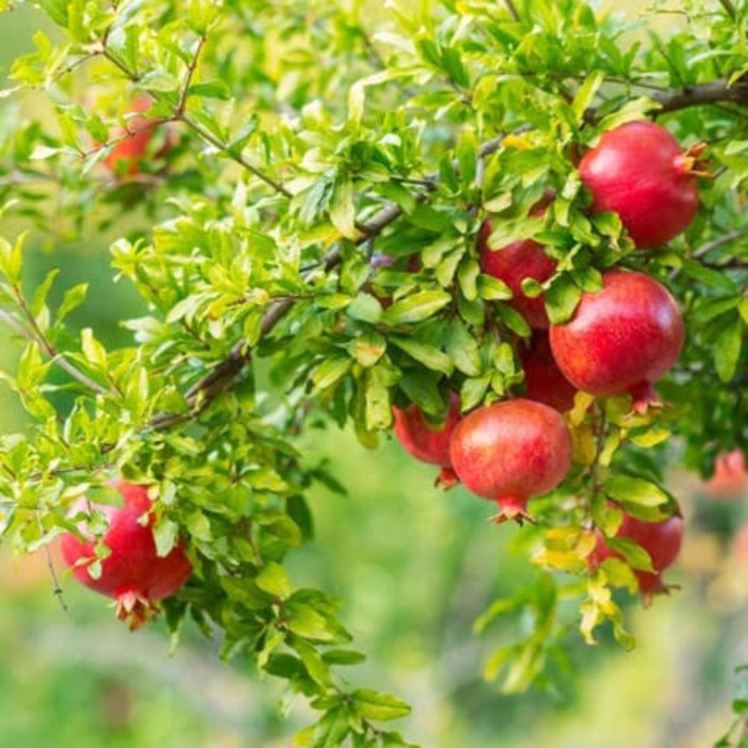 Promegranate Plant