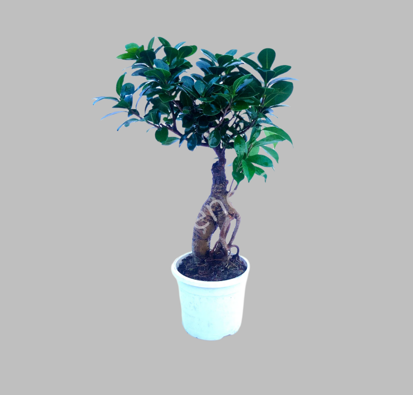 Ficus Bonsai