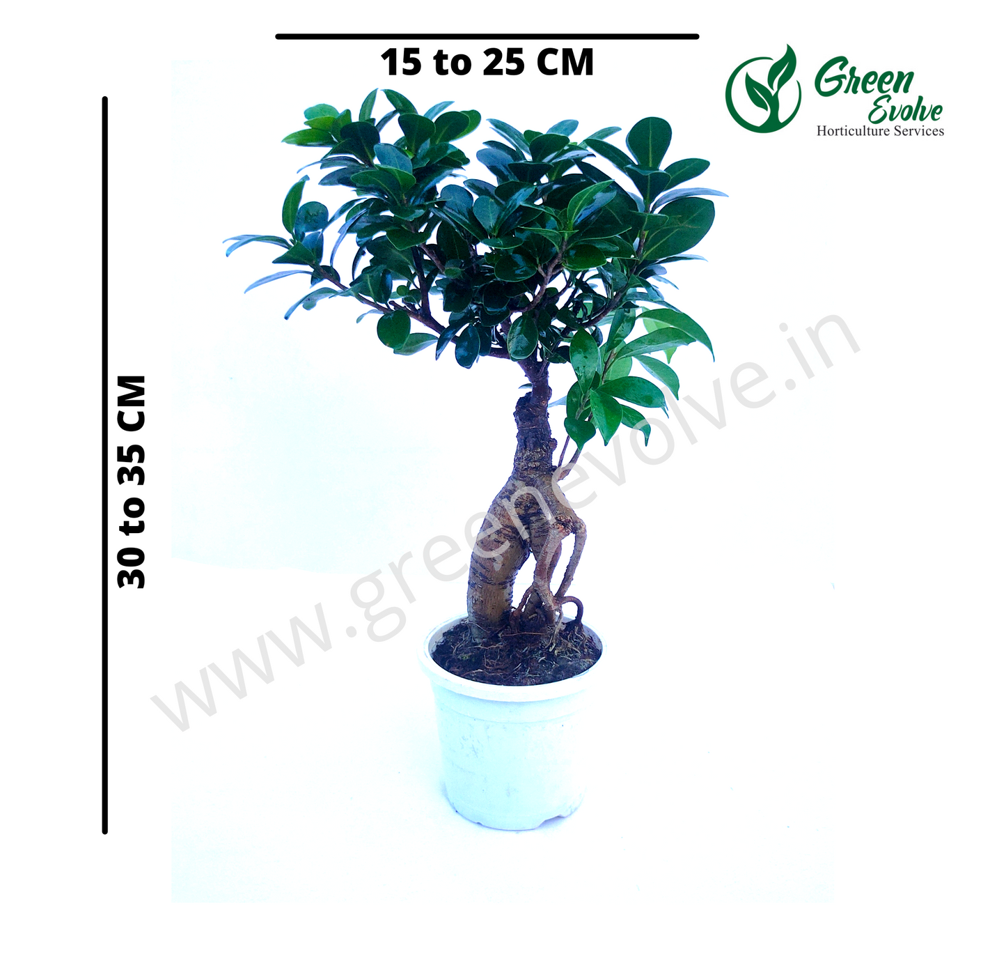 Ficus Bonsai