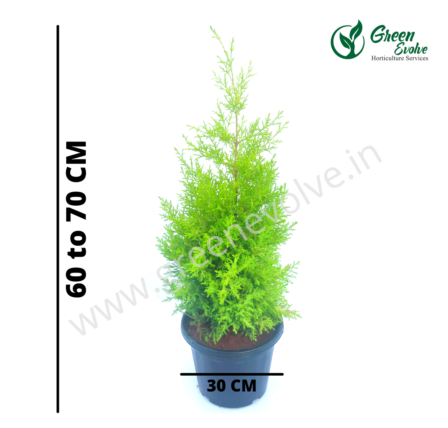 Golden Cypress