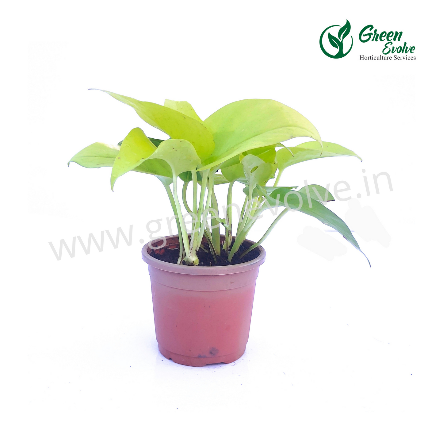Money Plant Bussy