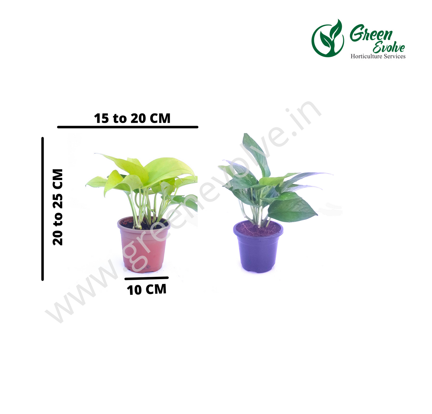Money Plant Bussy