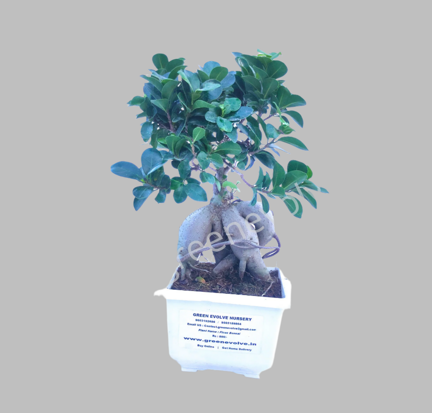 Ficus Bonsai