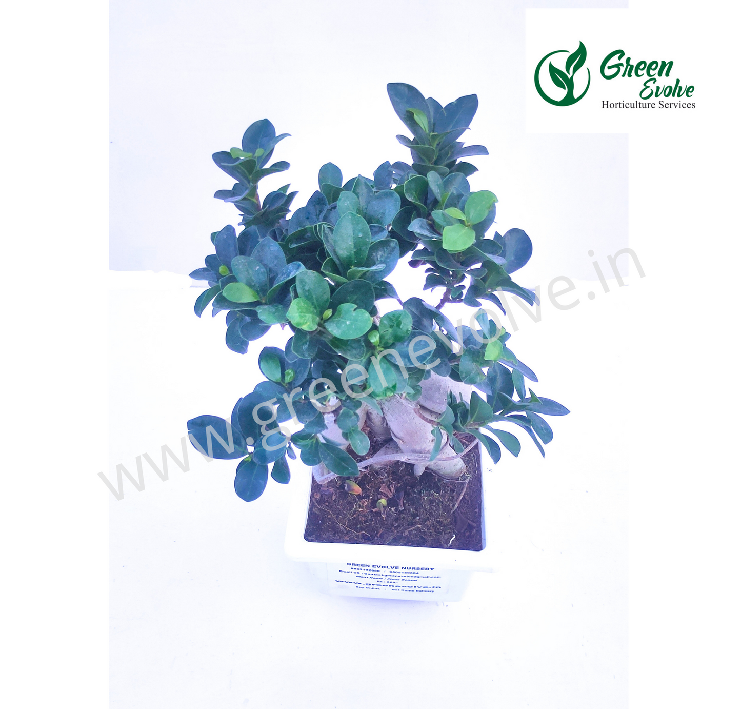 Ficus Bonsai