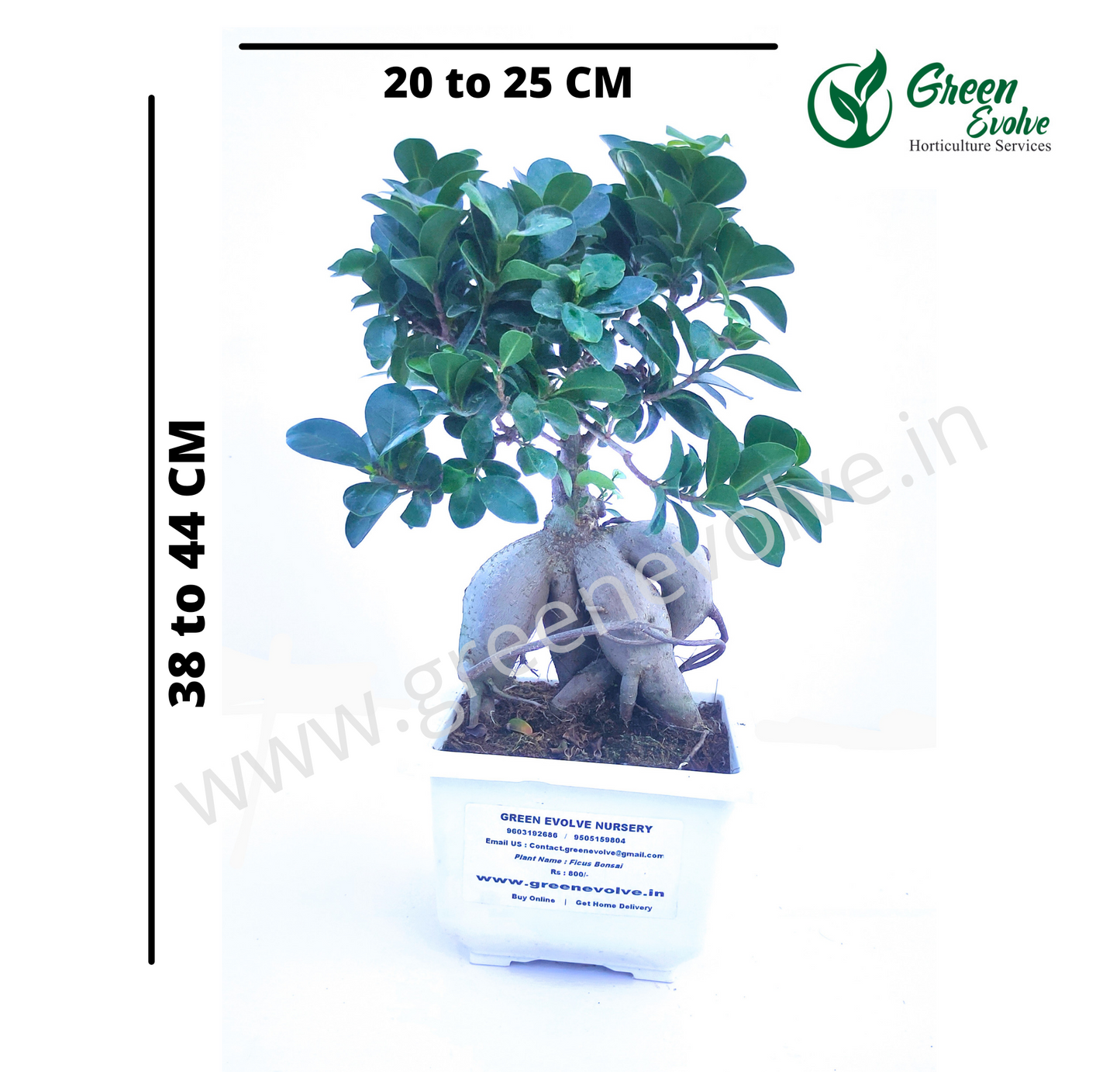 Ficus Bonsai