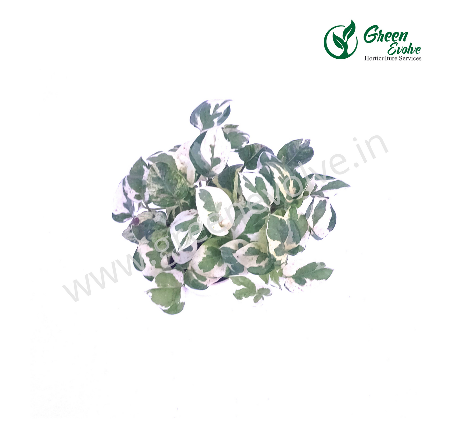 Money Plant Marble