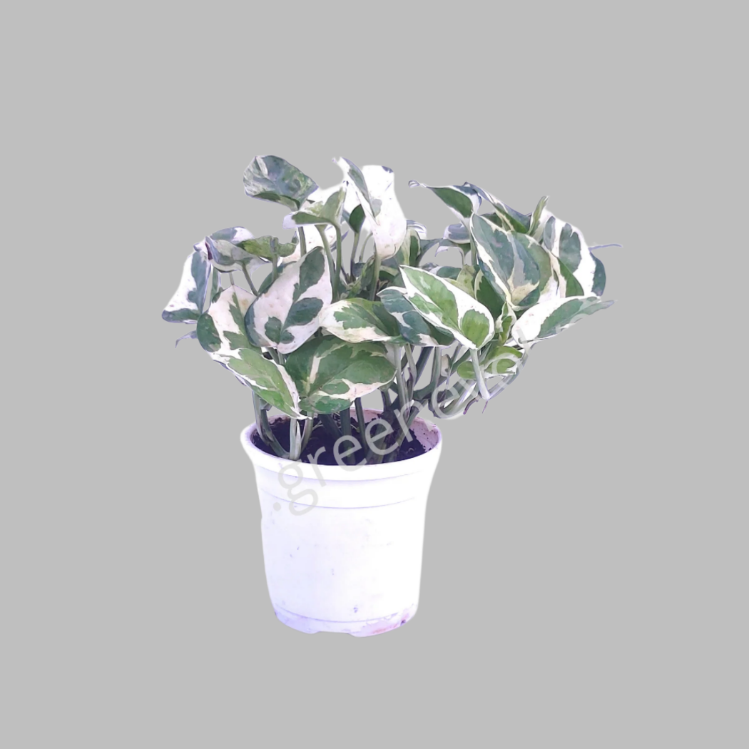 Money Plant Marble