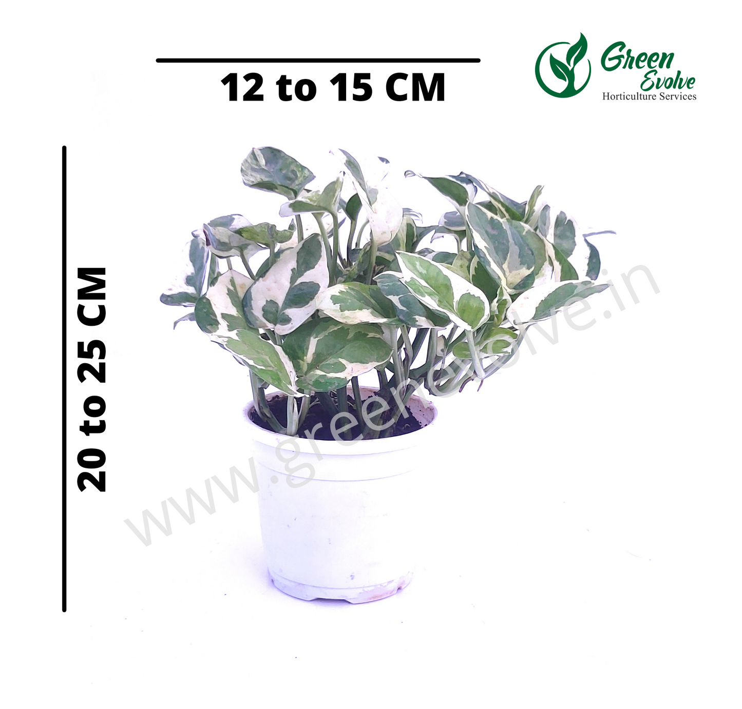 Money Plant Marble
