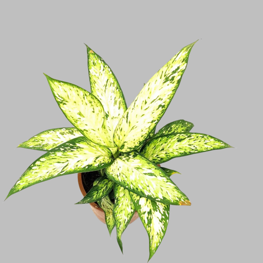 Dieffenbachia Narrow leaf