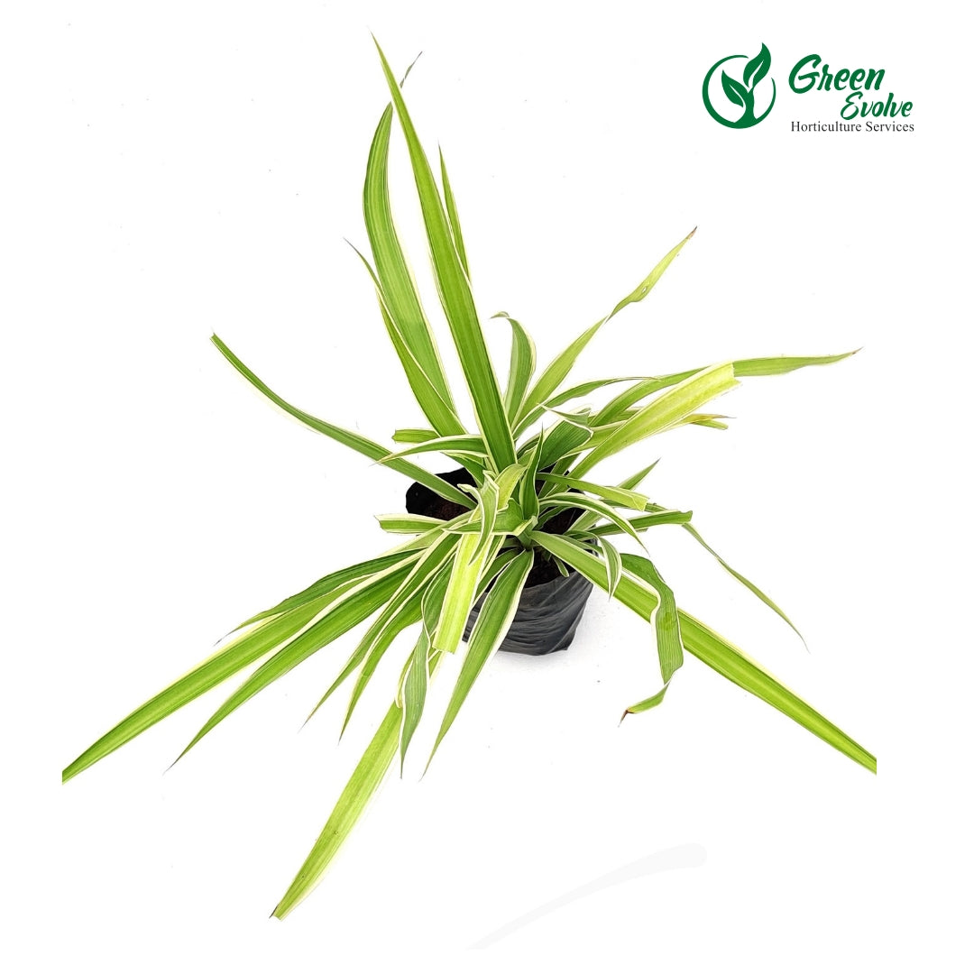 Chlorophytum