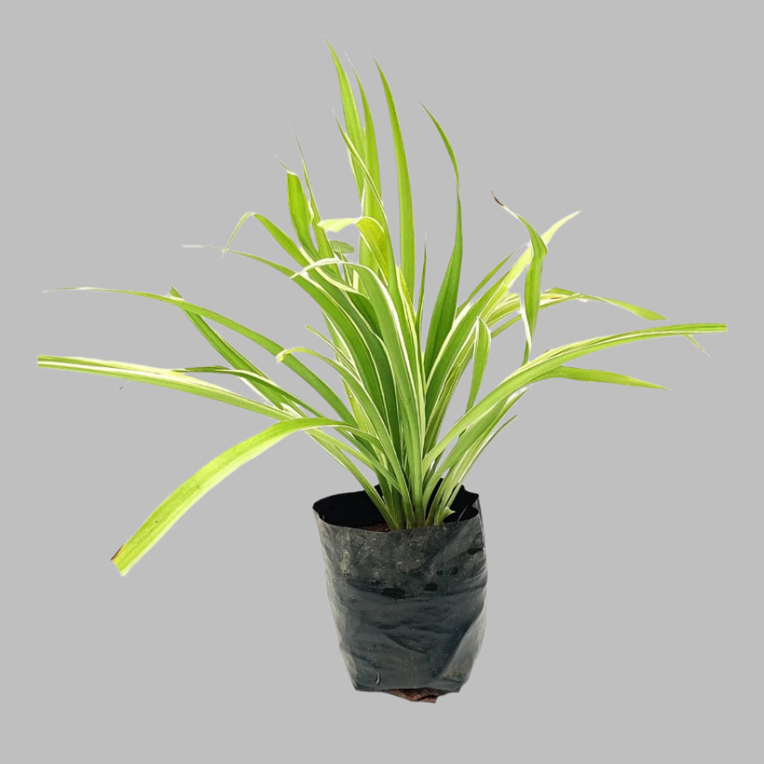 Chlorophytum