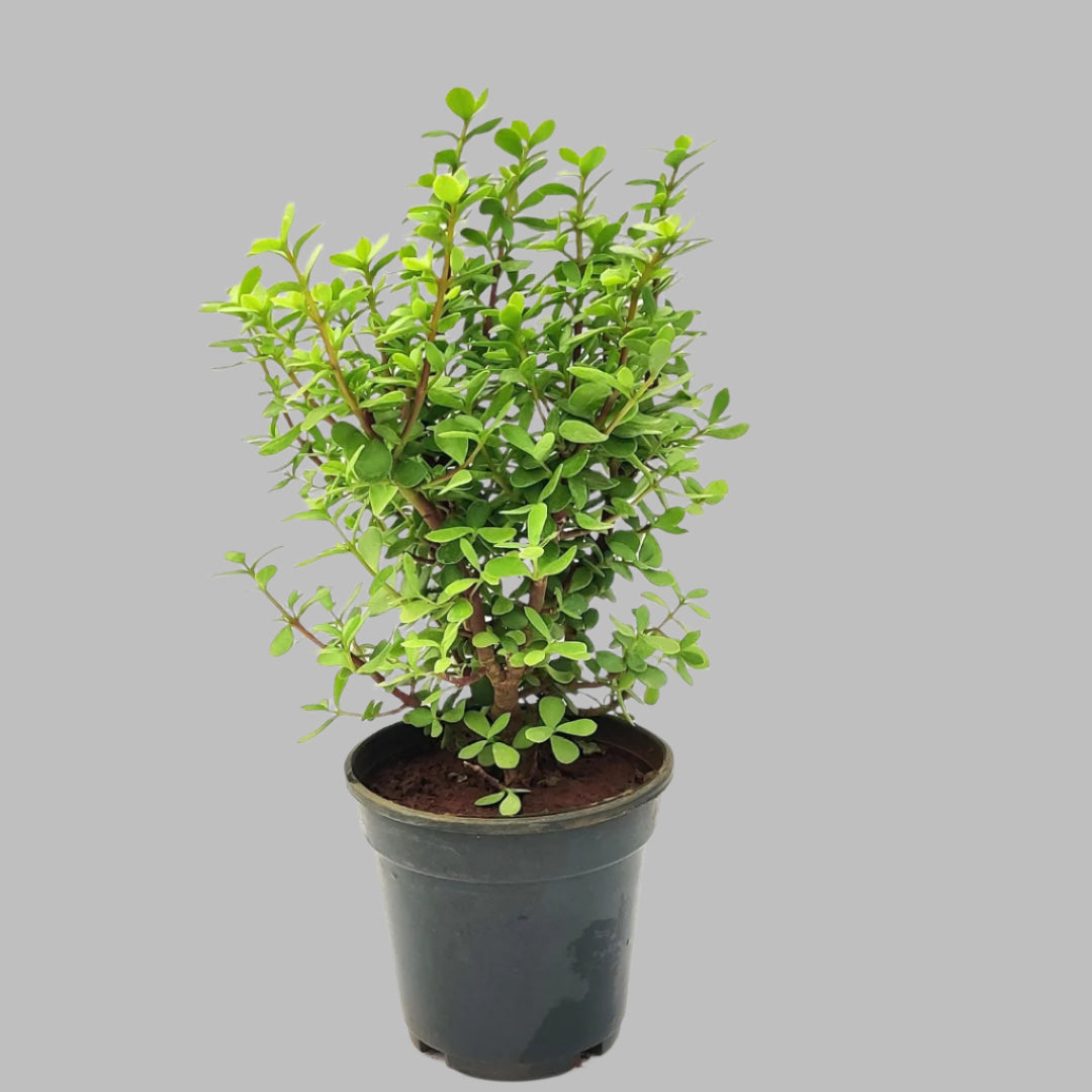 Jade Plant