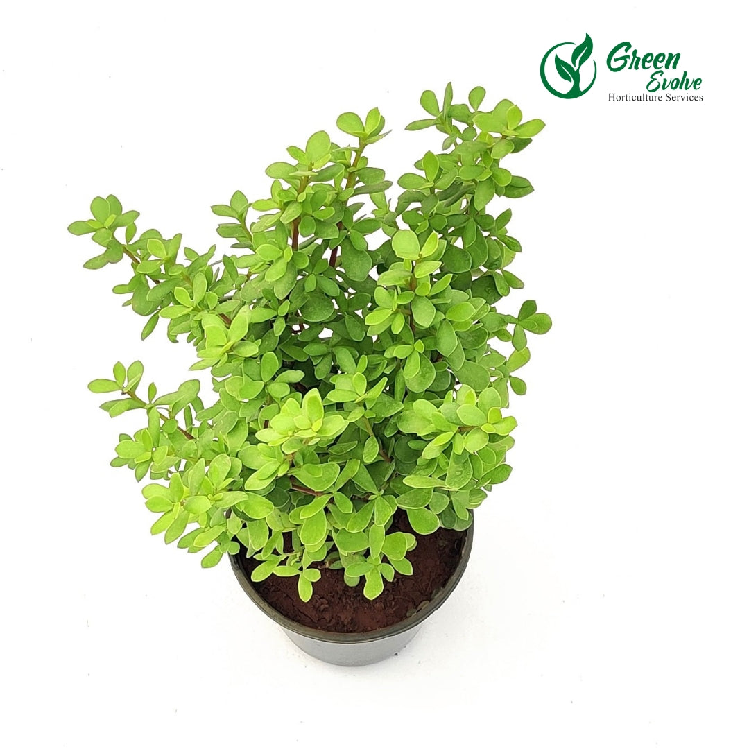 Jade Plant