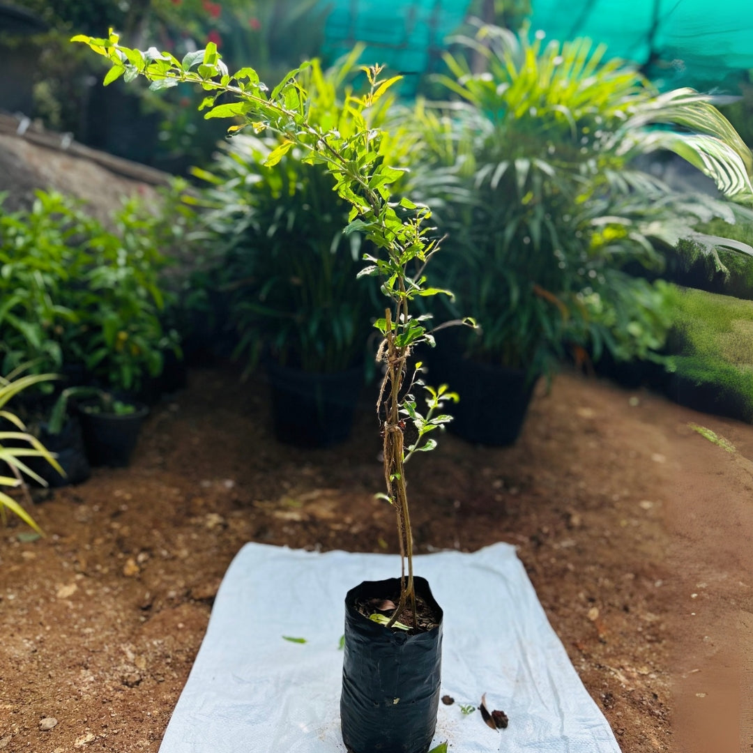 Promegranate Plant