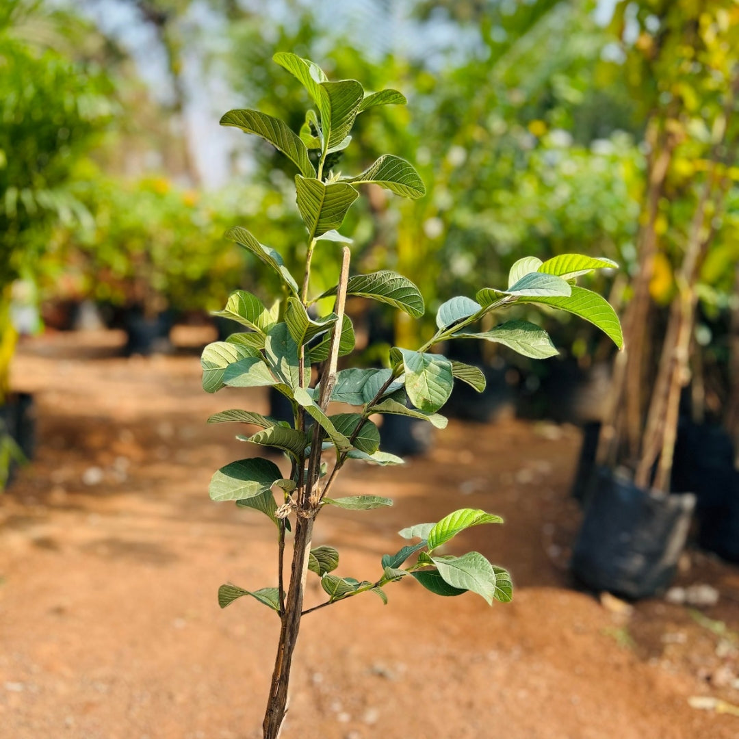 Guava Plant