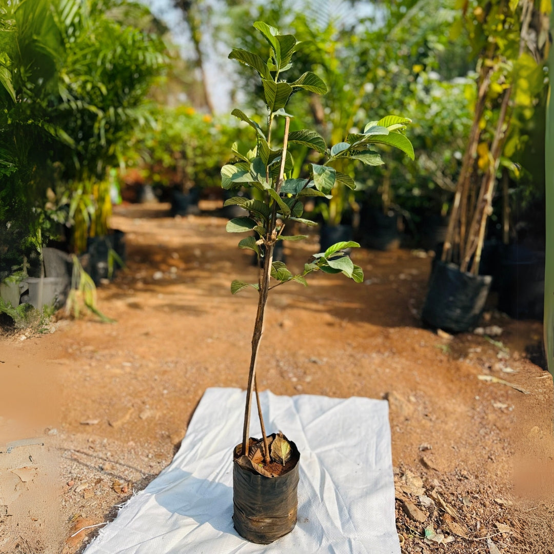 Guava Plant