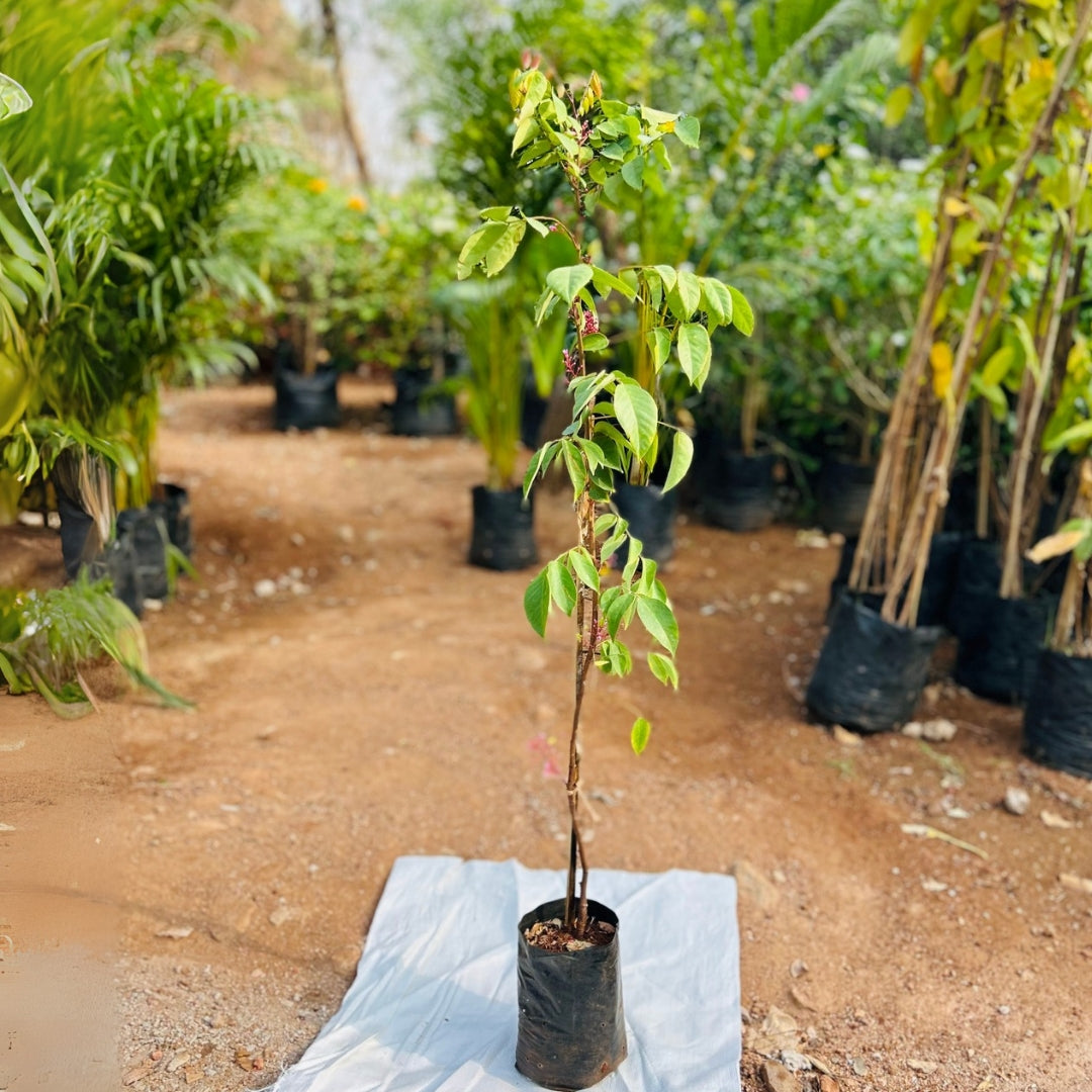 Star fruit Plant