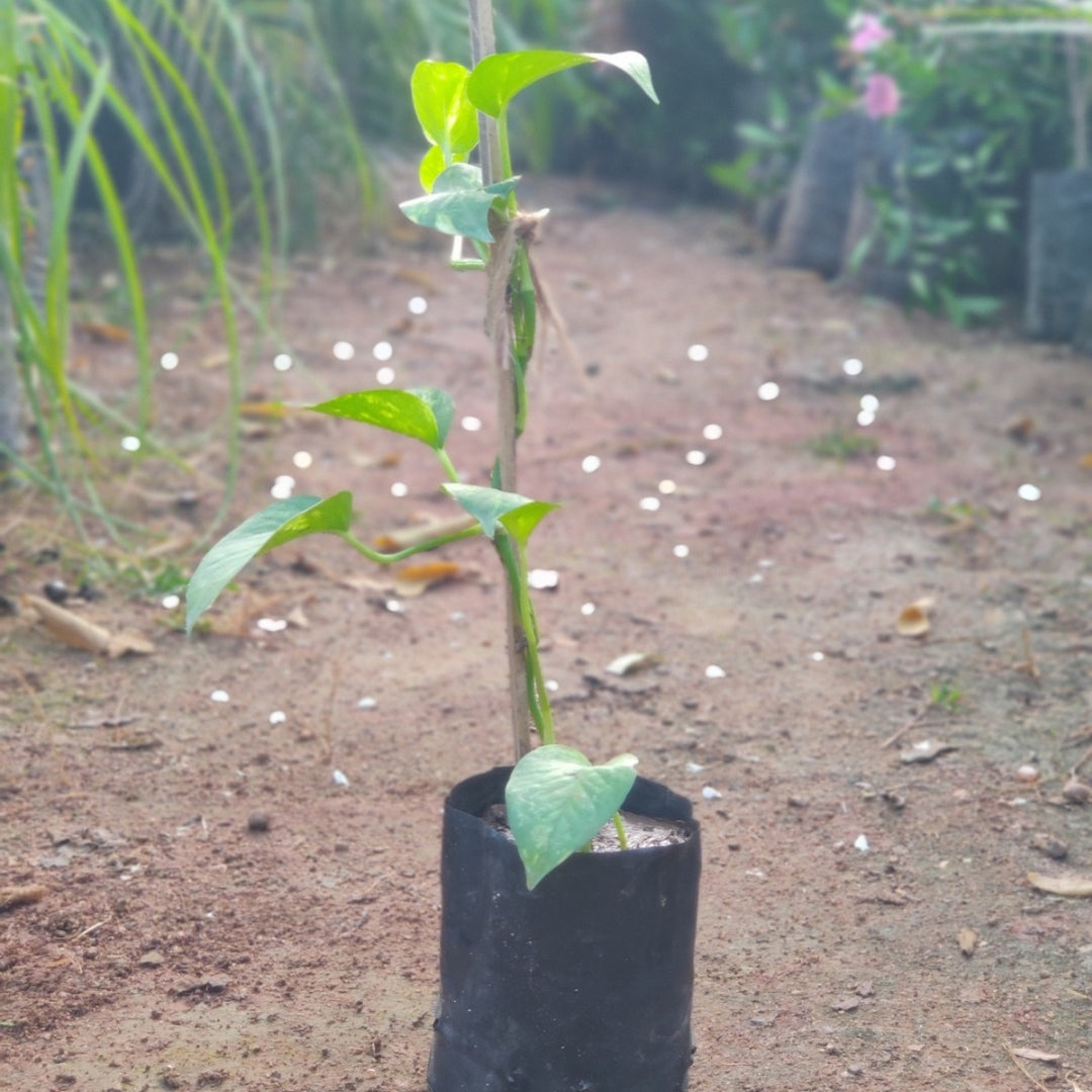 Money Plant ( Creeper )