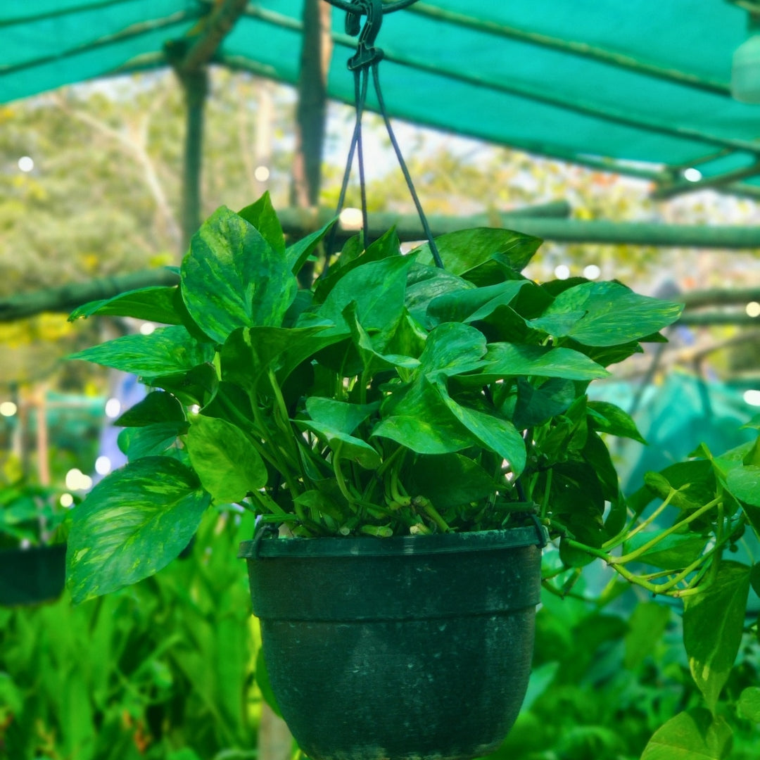 Money Plant Hanging