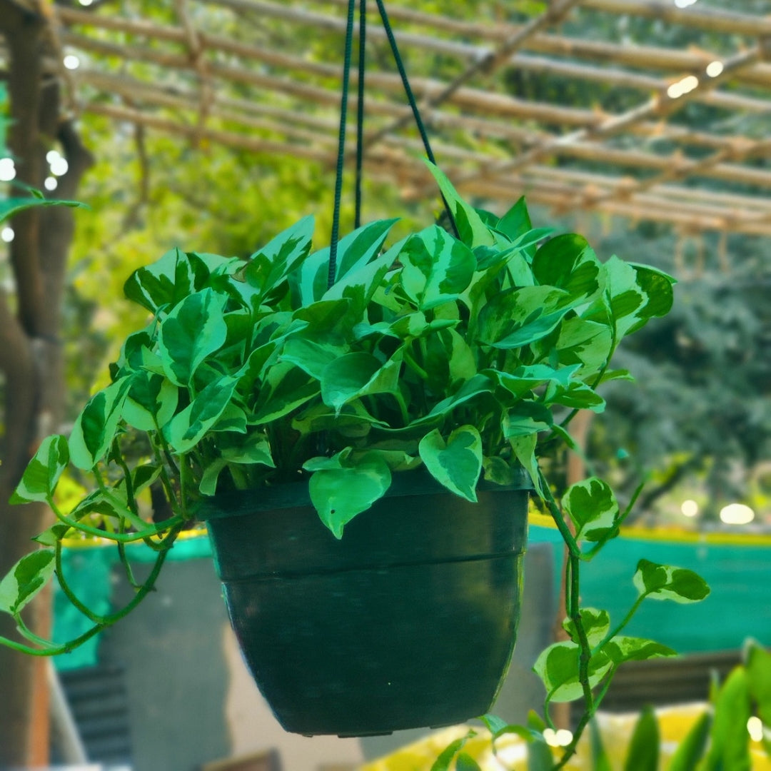 Money Plant Hanging