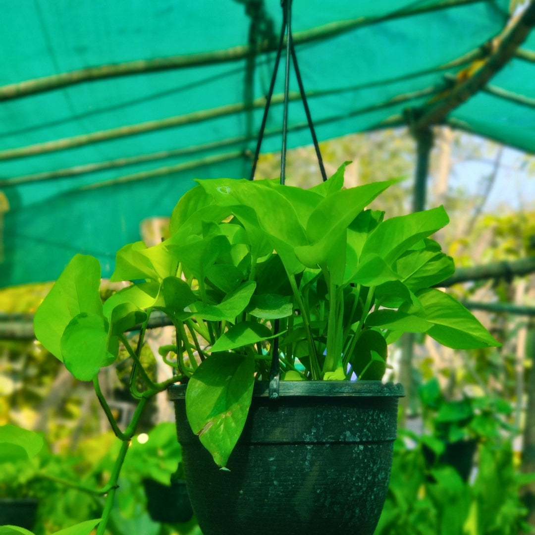 Money Plant Hanging