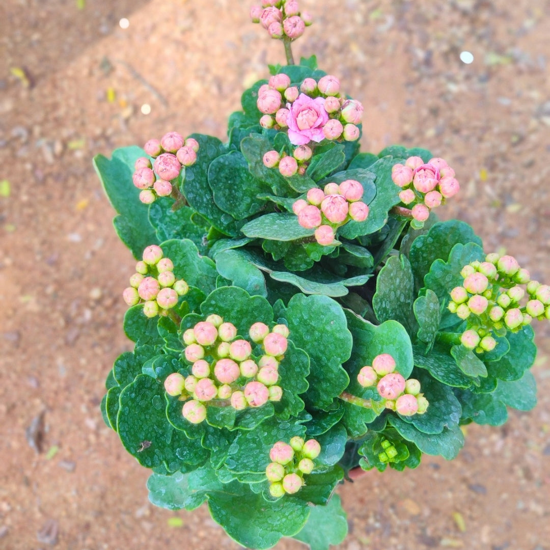 Kalanchoe Plant