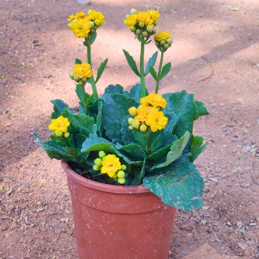 Kalanchoe Plant