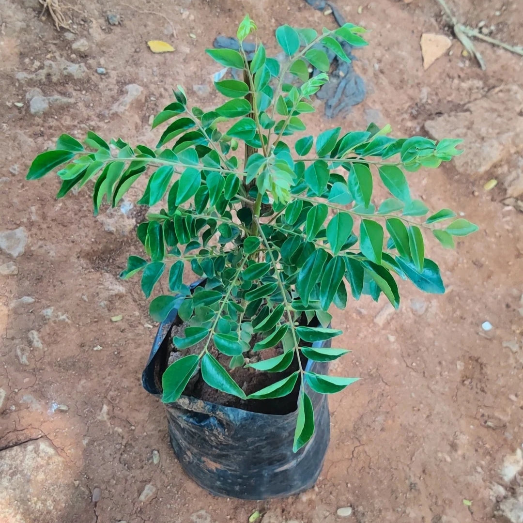 Curry Leaf ( Natu Karivepaku )