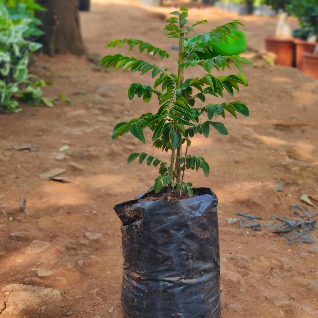 Curry Leaf ( Natu Karivepaku )