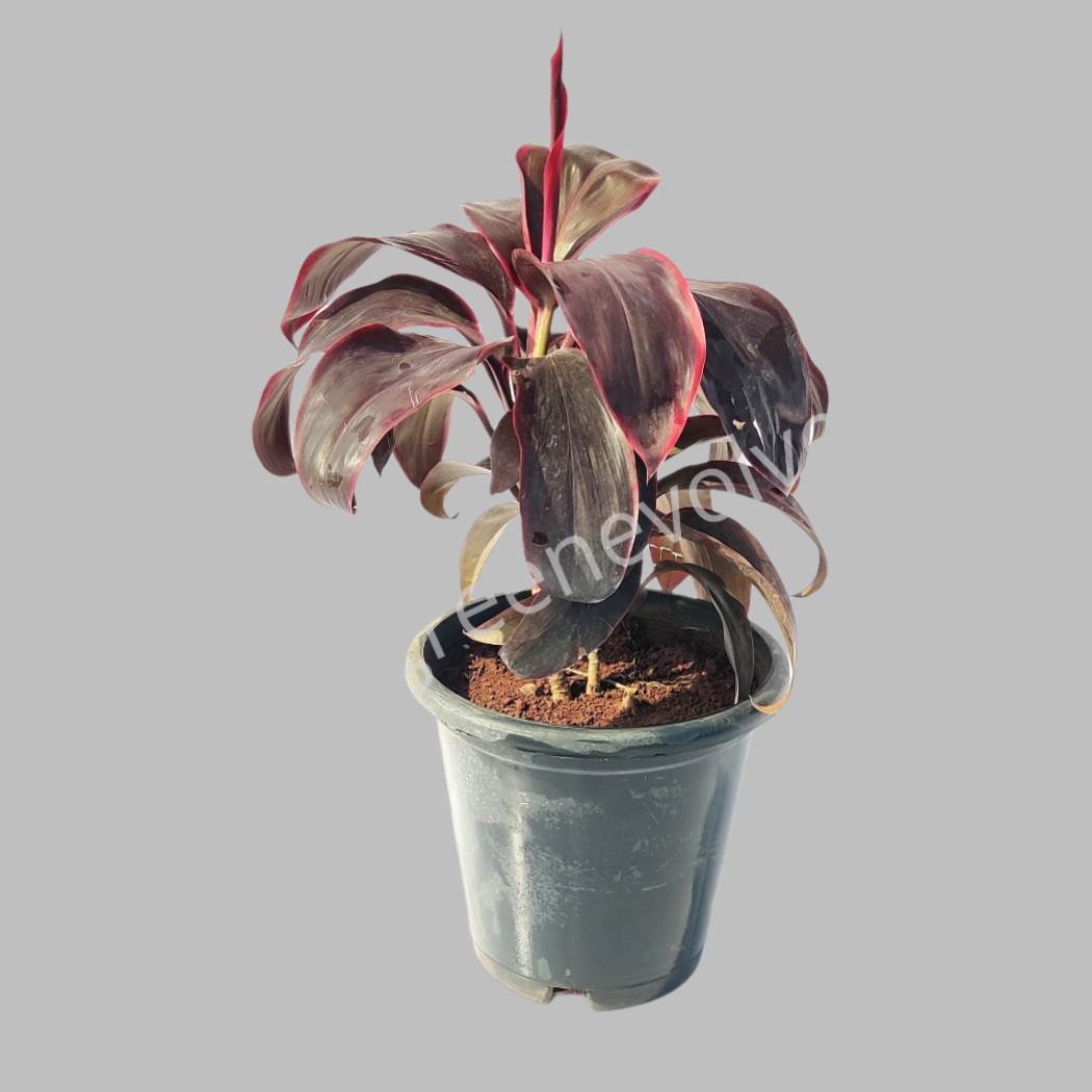 Cordyline terminalis Ruby