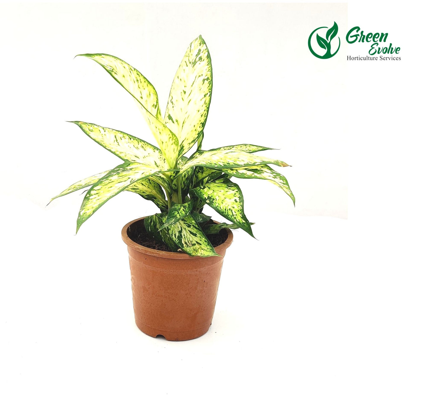 Dieffenbachia Narrow leaf