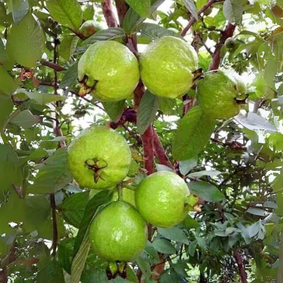 Guava Plant