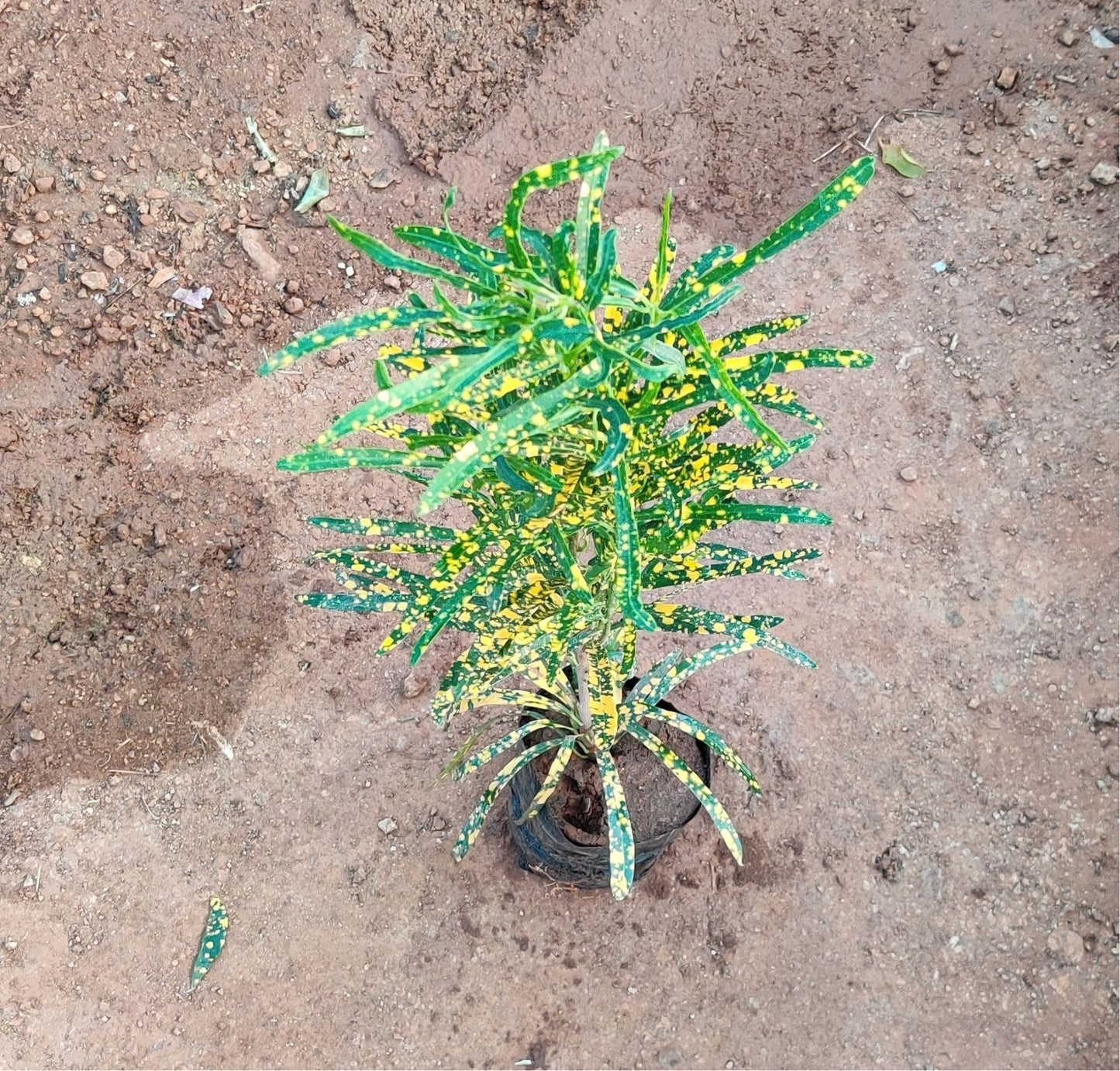 Multi Croton Narrow leaf