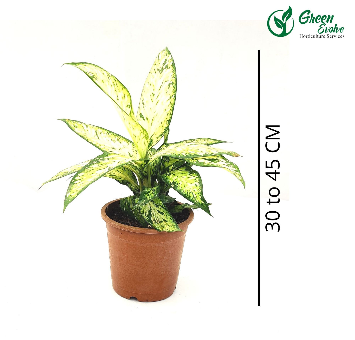 Dieffenbachia Narrow leaf