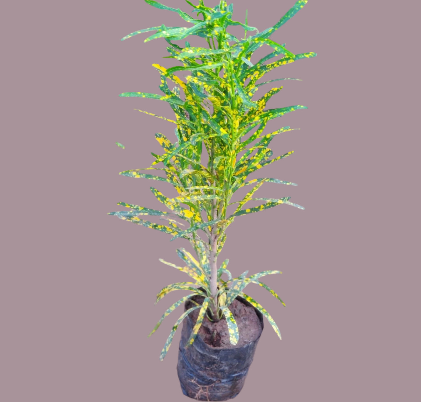 Multi Croton Narrow leaf