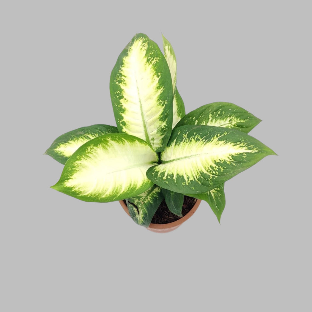 Dieffenbachia Broad leaf