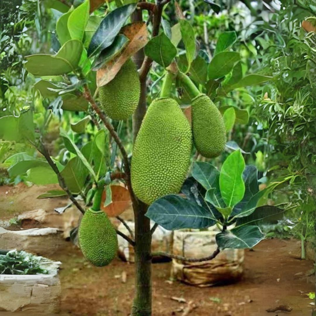 Jackfruit