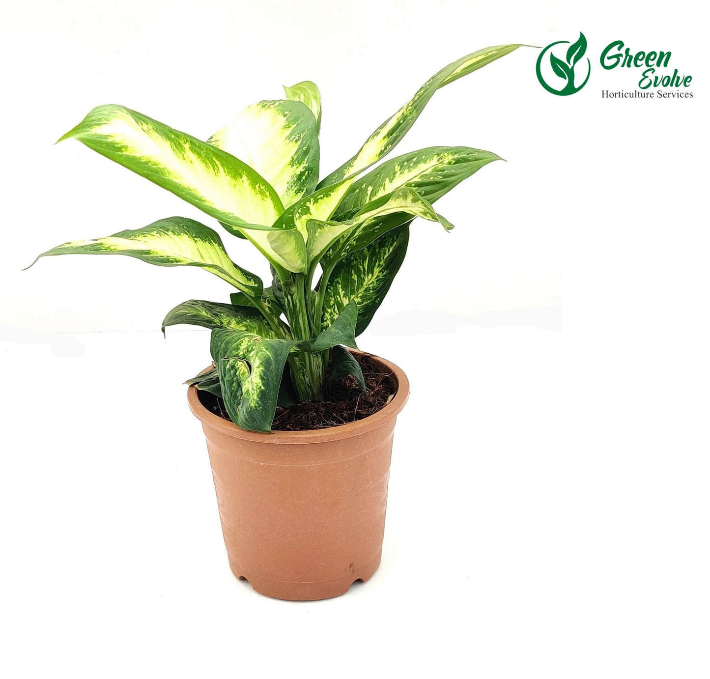 Dieffenbachia Broad leaf