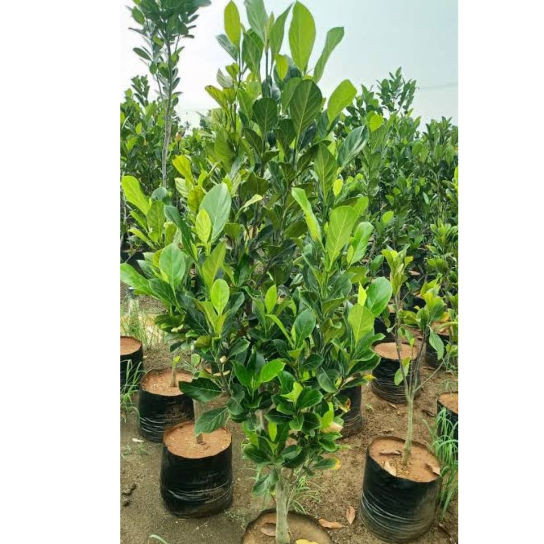 Jackfruit