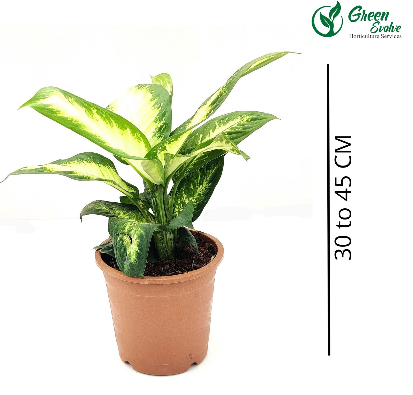 Dieffenbachia Broad leaf