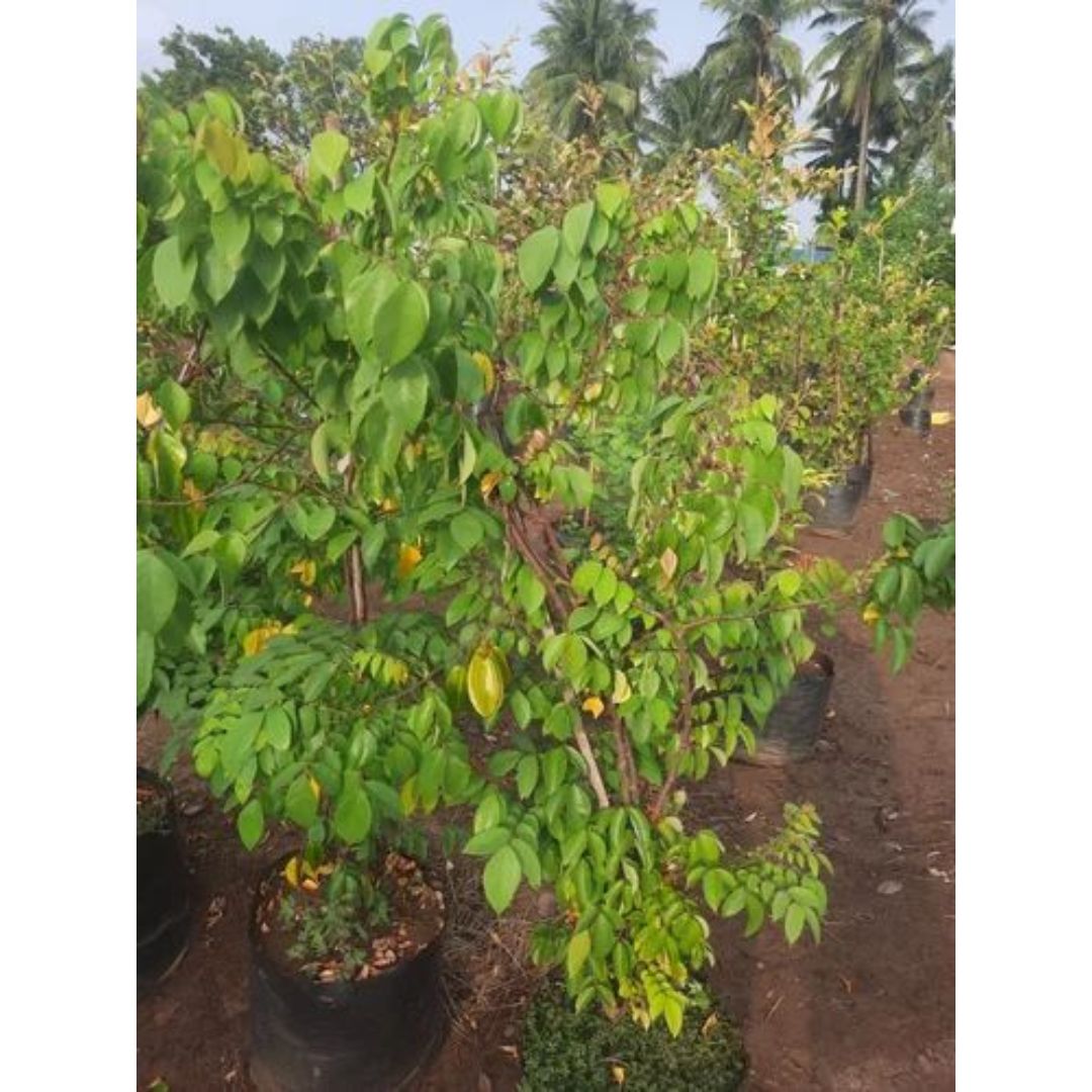 Star fruit Plant